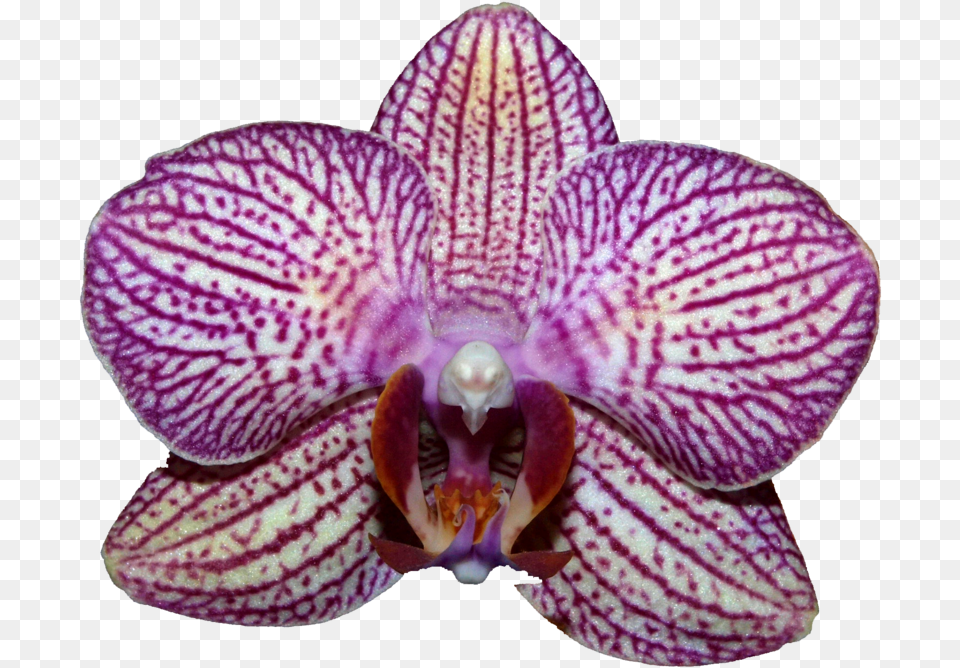 Orchids, Flower, Orchid, Plant Png Image