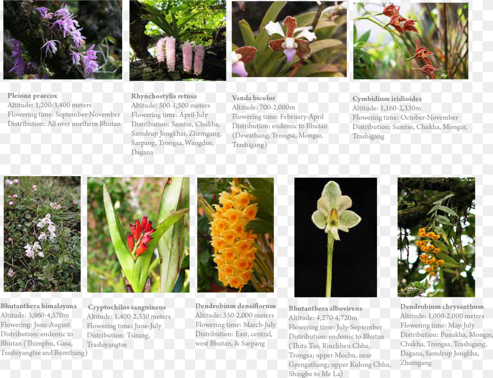 Orchids, Flower, Plant, Vegetation, Petal Free Png Download