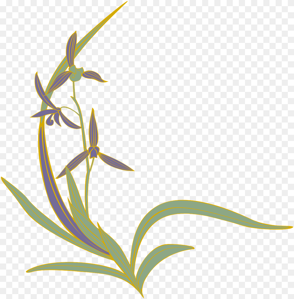 Orchids, Flower, Plant, Acanthaceae, Grass Png Image