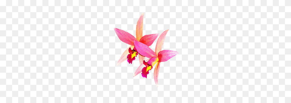 Orchids Flower, Plant, Petal, Orchid Free Png Download