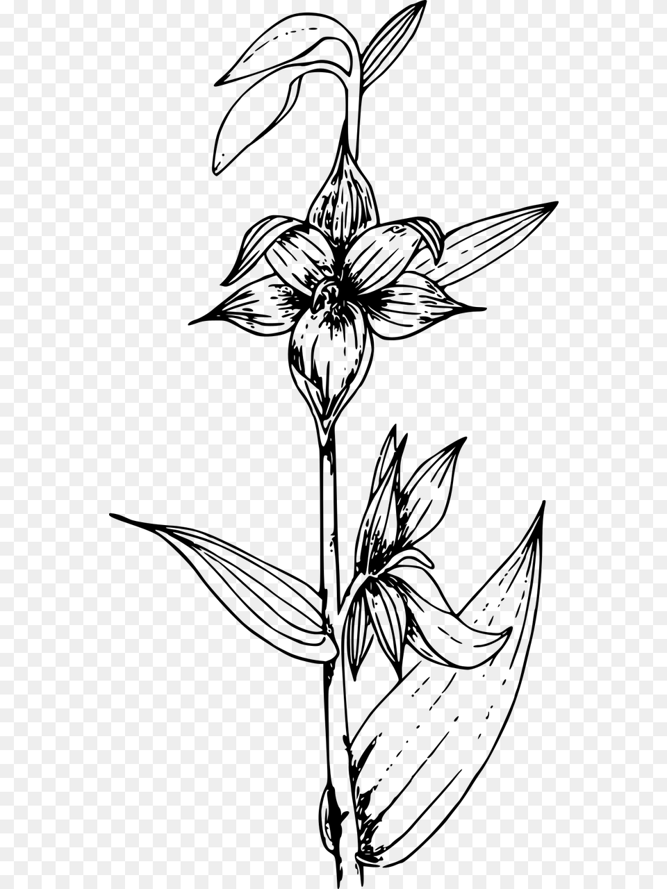 Orchids Black And White, Gray Free Png Download