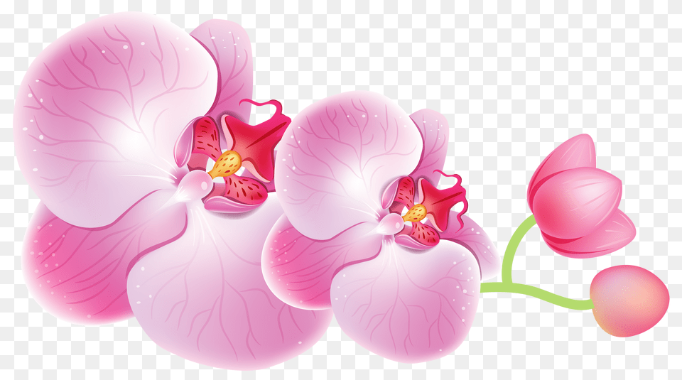 Orchids Clipart, Flower, Orchid, Petal, Plant Free Png Download