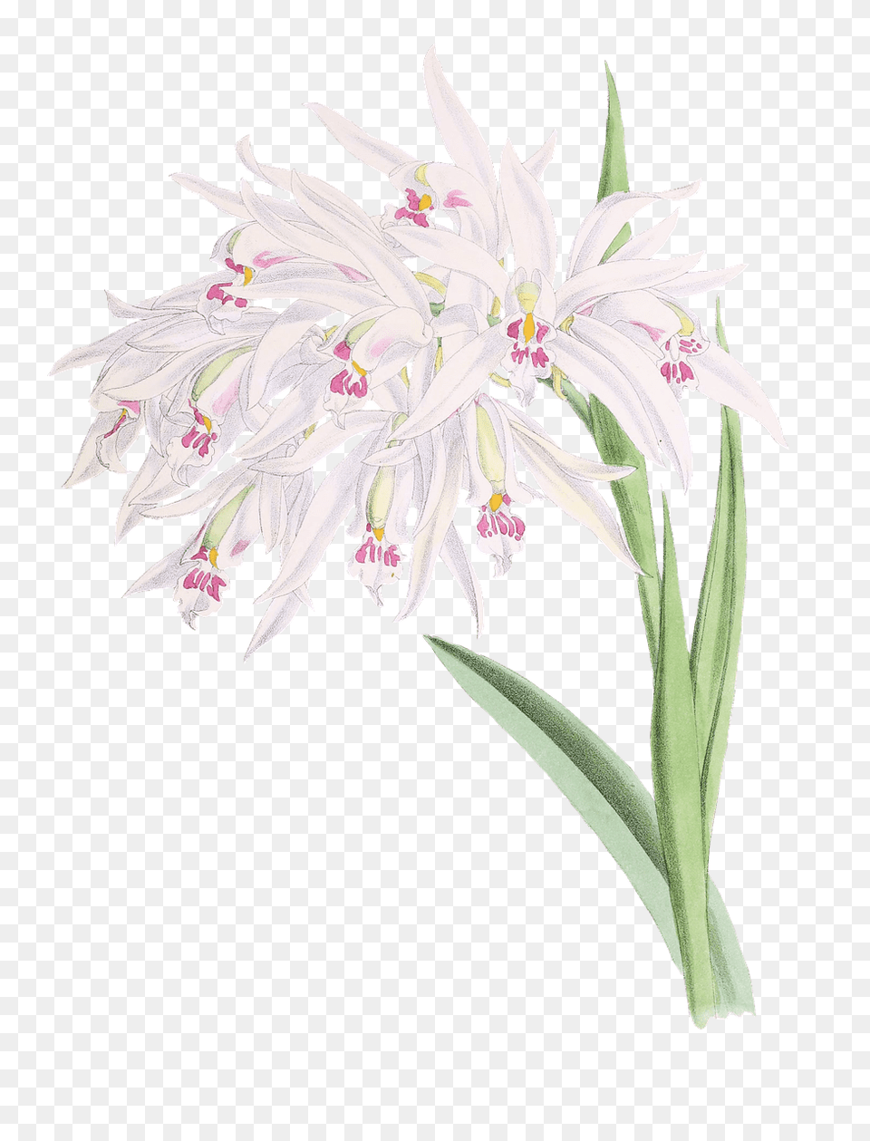Orchids Drawing, Amaryllidaceae, Anther, Flower, Plant Png Image