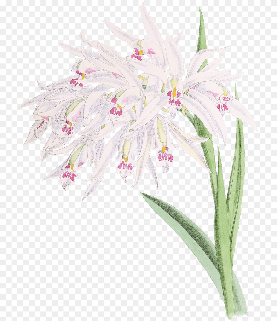 Orchids Drawing Orchids, Amaryllidaceae, Flower, Plant, Anther Free Png