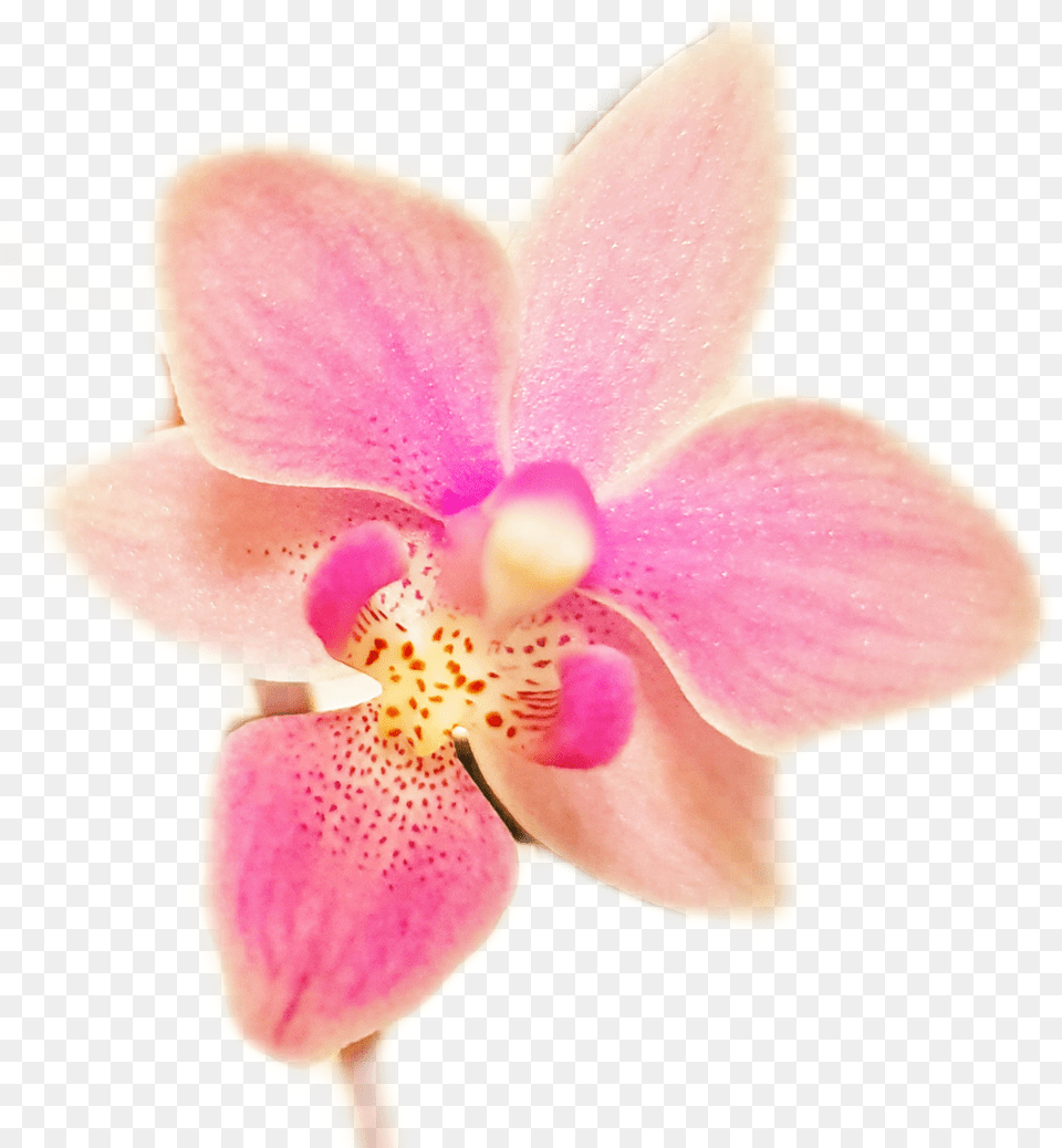Orchids Flower Sticker Orchids Of The Philippines Phalaenopsis Equestris, Orchid, Plant, Rose Png