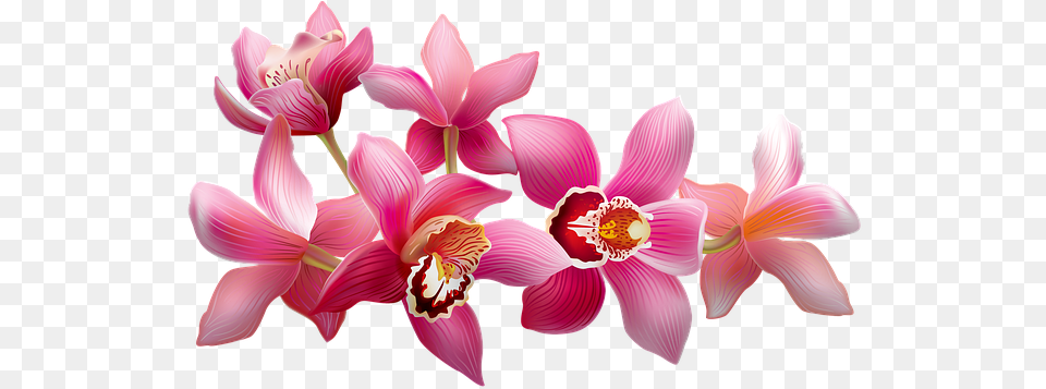 Orchids Flowering Pink Image On Pixabay Moth Orchids, Flower, Orchid, Plant, Petal Free Transparent Png