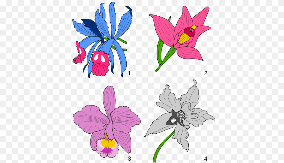 Orchids Heraldry, Flower, Plant, Art, Graphics Png Image