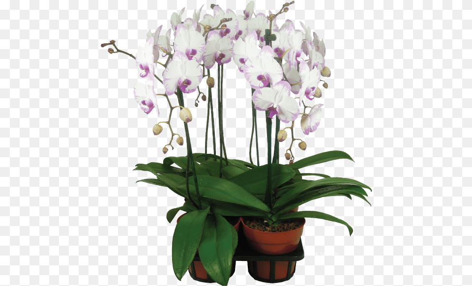 Orchids Moth Orchid, Flower, Flower Arrangement, Plant Free Transparent Png