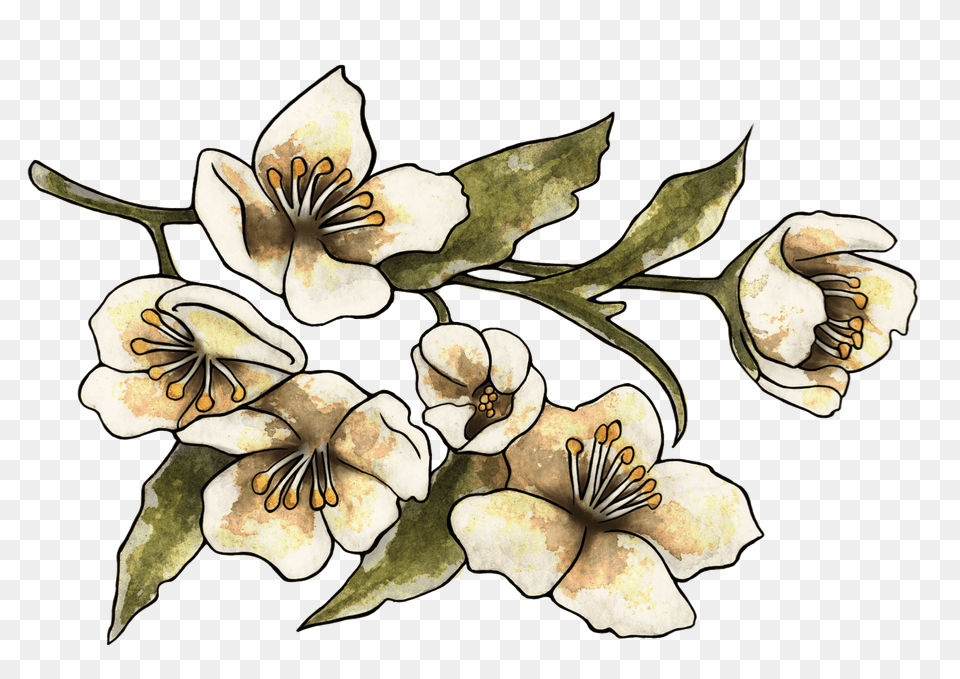 Orchids Of The Philippines, Heart, Dynamite, Weapon Free Transparent Png