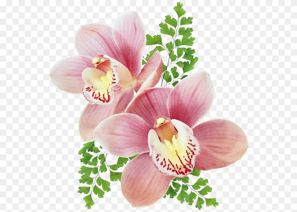 Orchids Of The Philippines, Flower, Orchid, Plant, Petal Free Transparent Png