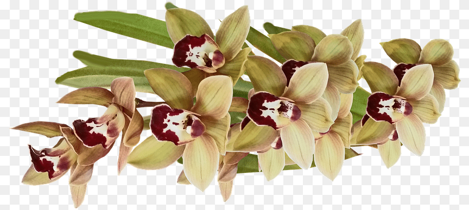 Orchids Of The Philippines, Flower, Orchid, Plant, Flower Arrangement Free Png Download