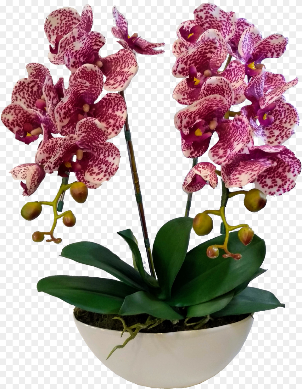 Orchids Of The Philippines, Flower, Orchid, Plant, Flower Arrangement Png