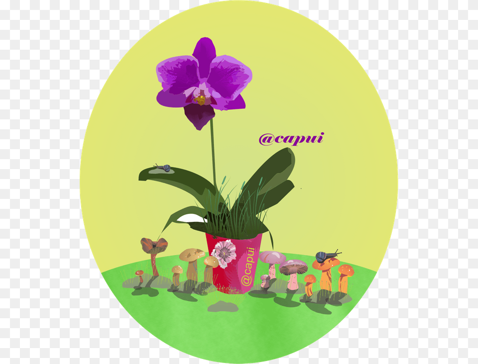 Orchids Of The Philippines, Flower, Plant, Orchid, Purple Png