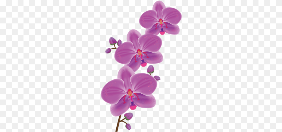 Orchids Orchid Drawing Painting Flowers Flower Paintings Waling Waling, Plant, Geranium, Chandelier, Lamp Png Image