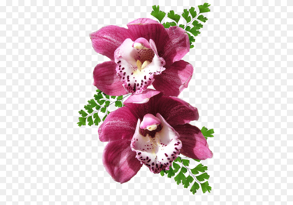 Orchids Pink Maiden Hair Fern Orchid Flowers, Flower, Plant, Petal, Flower Arrangement Png