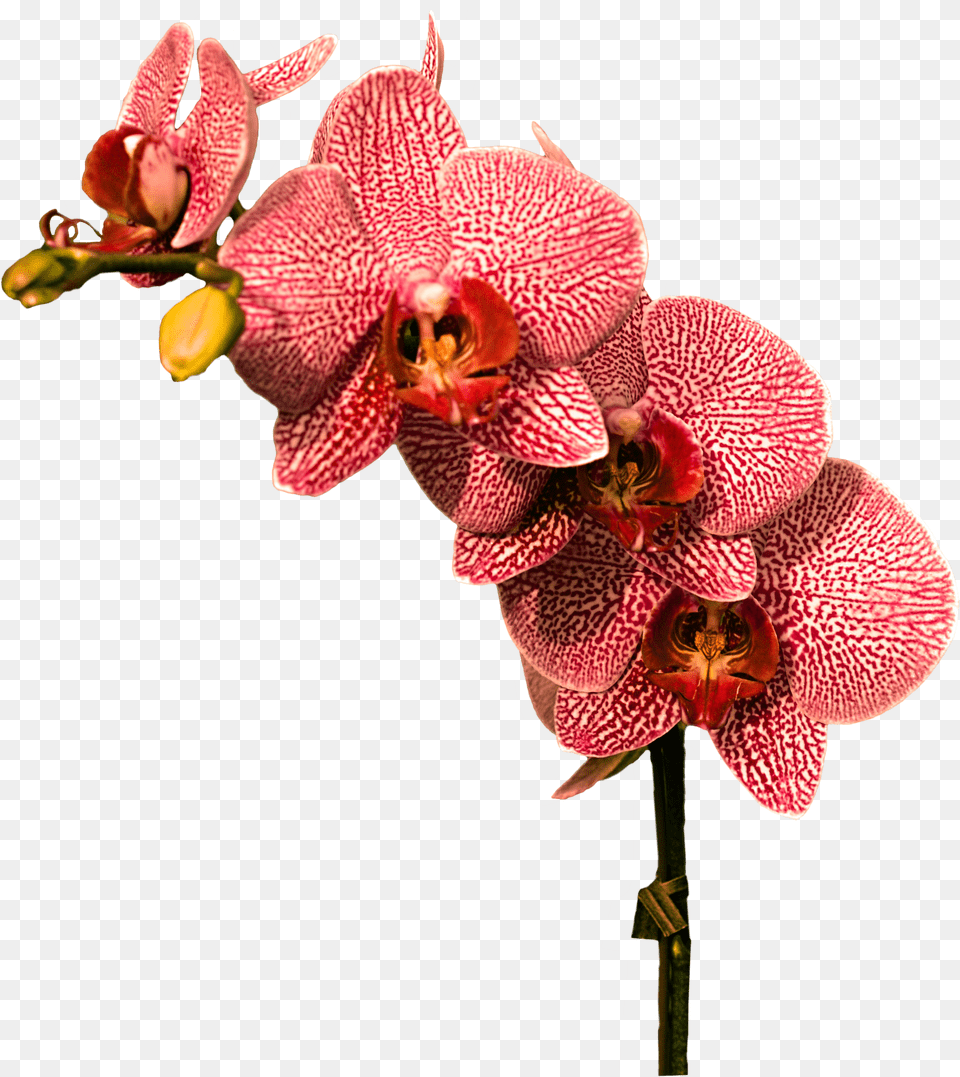 Orchids Red Orchid Flowers, Sweets, Food, Shark, Sea Life Free Png Download