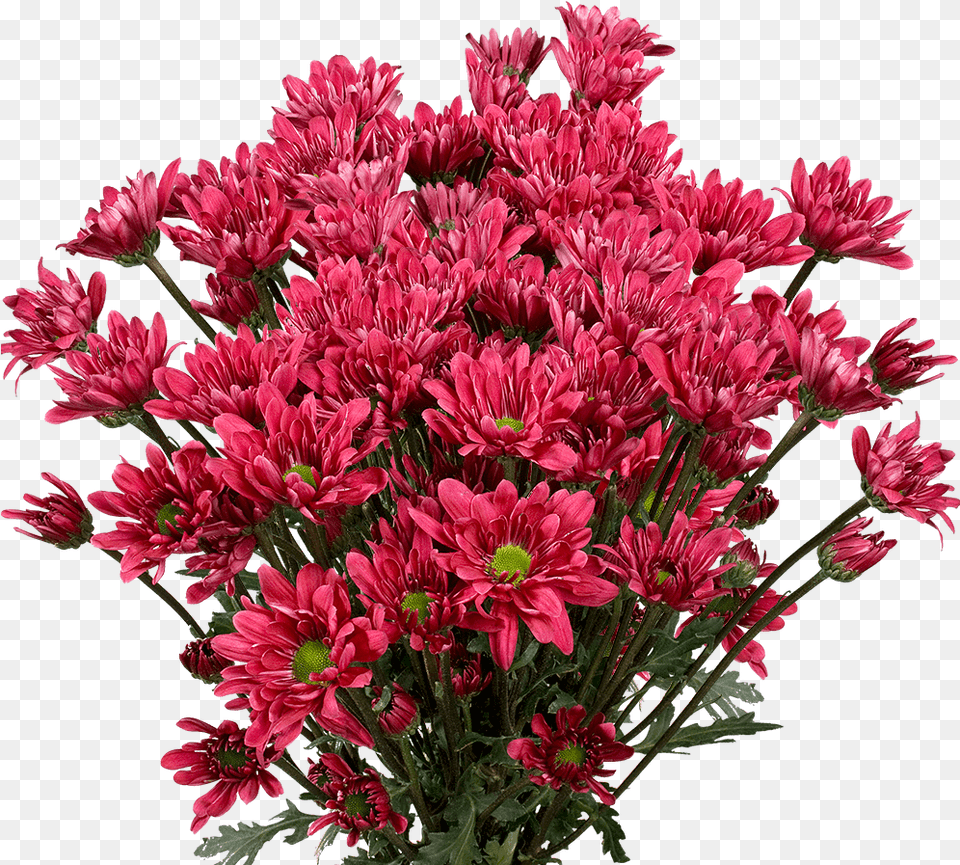 Order Burgundy Chrysanthemum Daisy Flowers Chrysanths, Flower, Flower Arrangement, Flower Bouquet, Plant Free Png