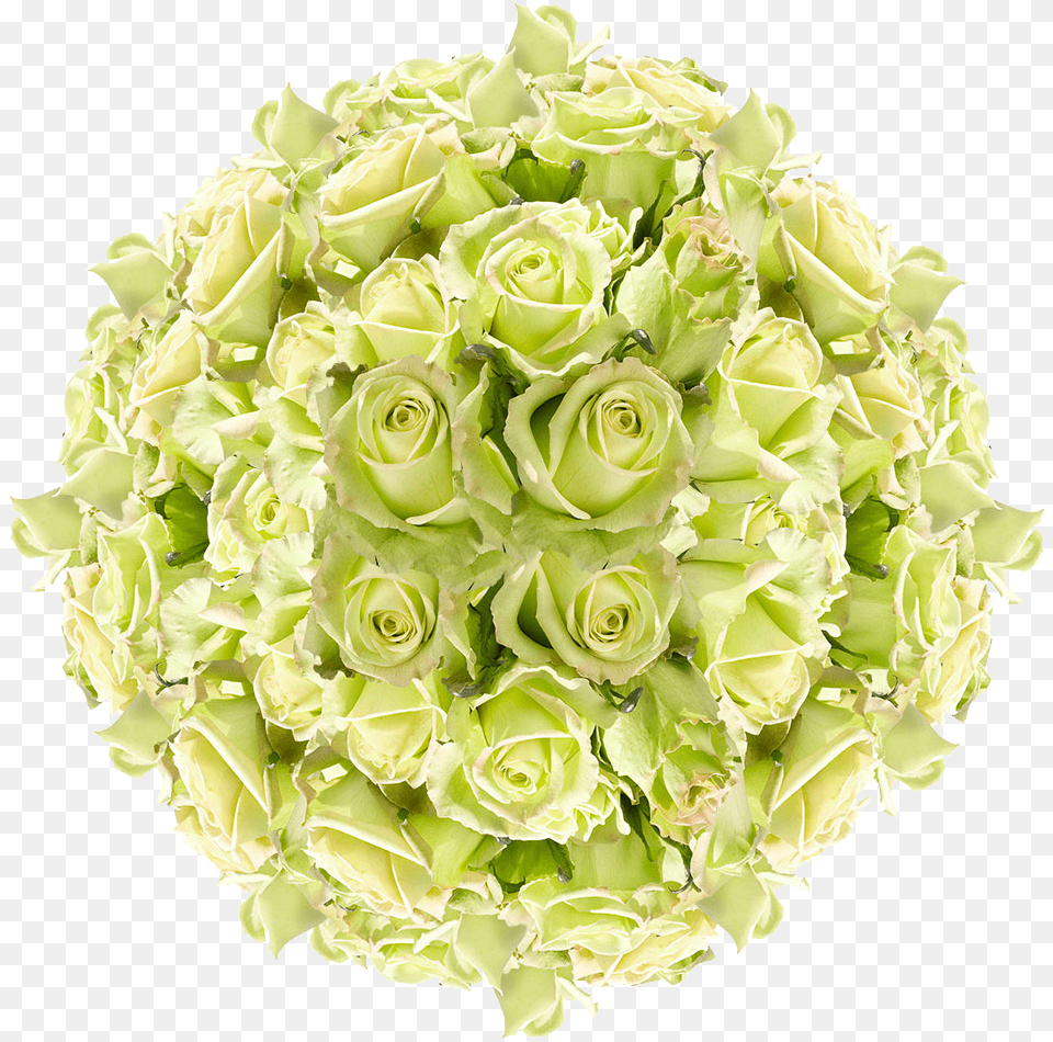 Order Green Roses Garden Roses, Rose, Plant, Pattern, Graphics Free Png