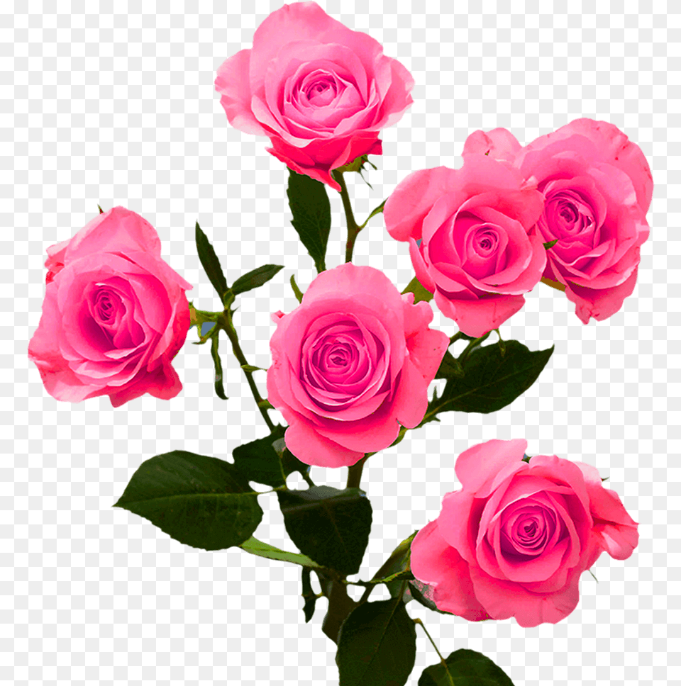 Order Hot Pink Spray Roses Garden Roses, Flower, Plant, Rose, Flower Arrangement Png Image