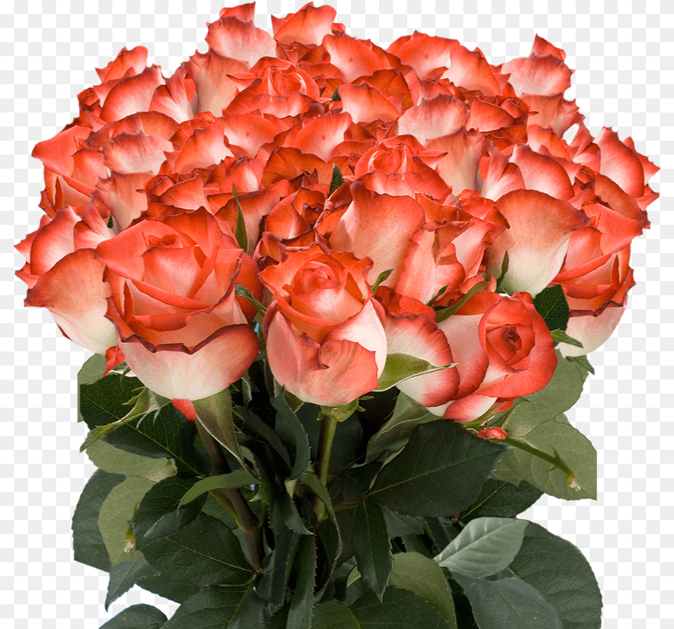 Order Long Stem White Roses With Dark Pink Tips Orange Colour Rose Flowers, Flower, Flower Arrangement, Flower Bouquet, Plant Free Png