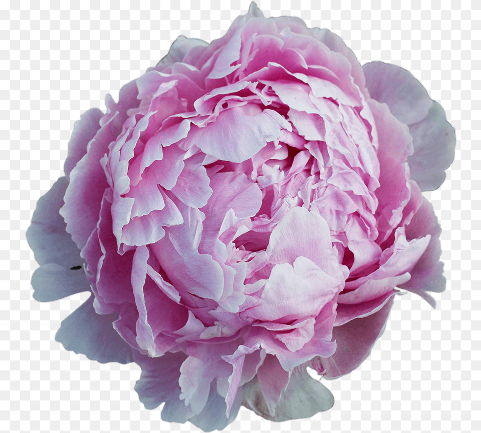 Order Peonies Common Peony, Flower, Plant, Rose, Carnation Free Transparent Png