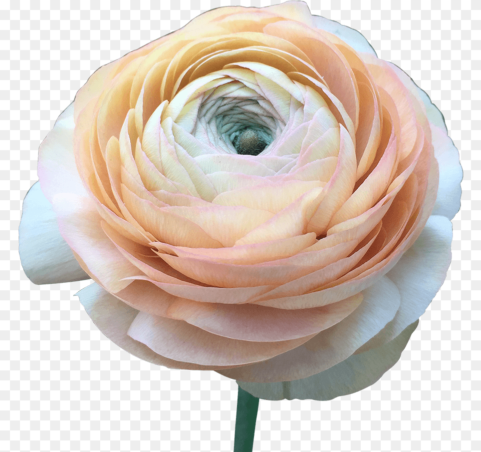 Order Ranunculus Peach Flower Delivery Persian Buttercup, Plant, Rose, Petal Png Image
