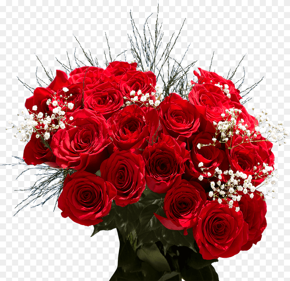 Order Two Dozen Red Roses Valentine S Day Delivery Garden Roses, Flower, Flower Arrangement, Flower Bouquet, Plant Png