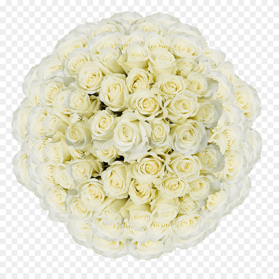Order White Roses Online Cheap Garden Roses, Art, Plant, Pattern, Graphics Free Png Download