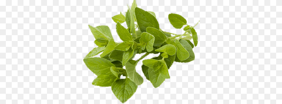 Oregano, Herbal, Herbs, Leaf, Mint Png