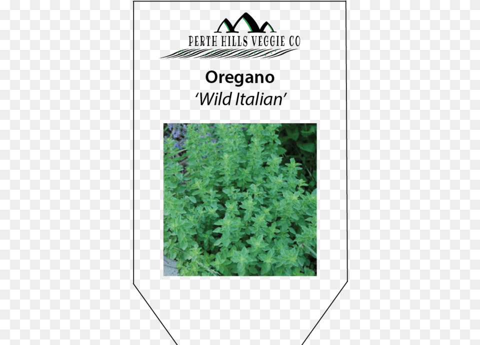 Oregano 39wild Italian39 Lavender, Herbal, Herbs, Mint, Plant Free Png Download