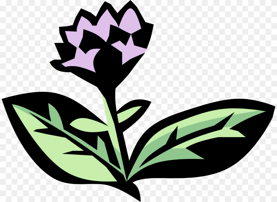 Oregano Aromatic Spice Image, Leaf, Plant, Symbol, Flower Free Png