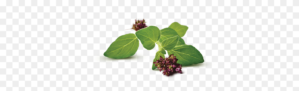 Oregano Cranberry, Herbal, Herbs, Leaf, Plant Free Png