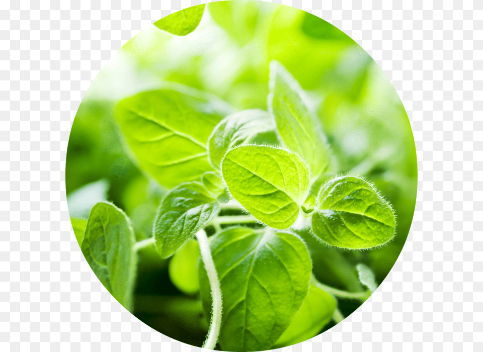 Oregano Essential Oil, Herbal, Herbs, Leaf, Mint Free Transparent Png