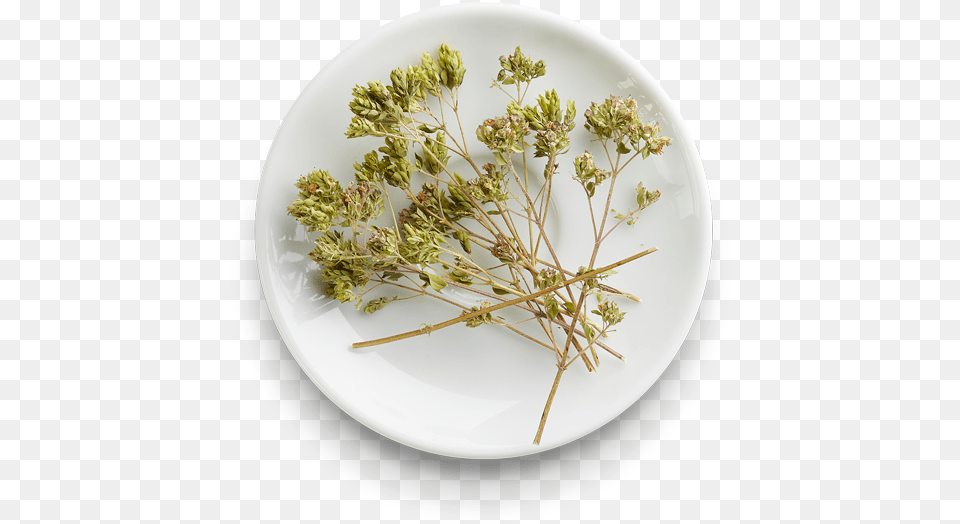 Oregano From Sicily, Plate, Food, Meal, Dish Free Transparent Png
