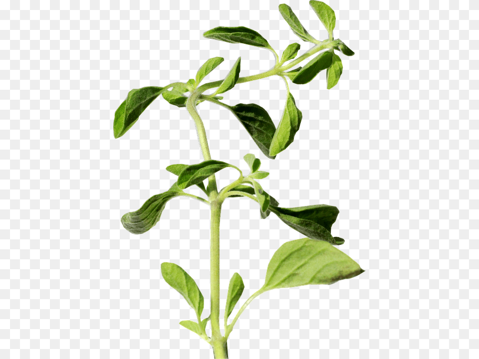 Oregano Herb Green Oregano, Herbal, Herbs, Leaf, Mint Free Png Download