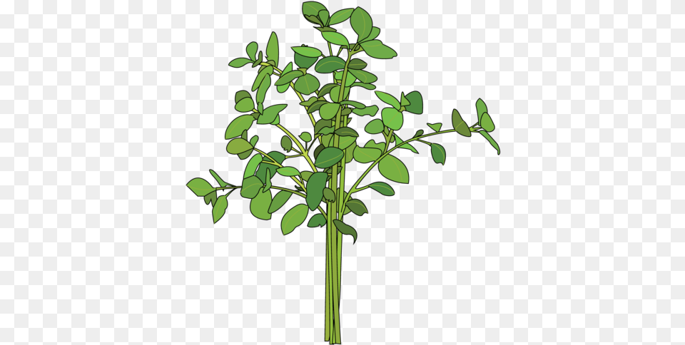 Oregano Lifespace Gardens Tree, Green, Plant, Leaf, Bamboo Png Image