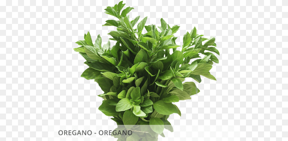 Oregano Oregano Oregano Planta, Herbal, Herbs, Leaf, Plant Free Png Download
