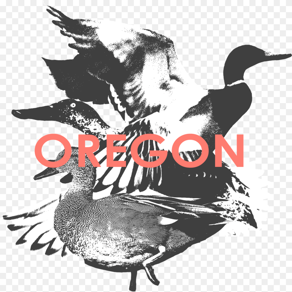 Oregon Ducks Turkey, Animal, Anseriformes, Bird, Waterfowl Png