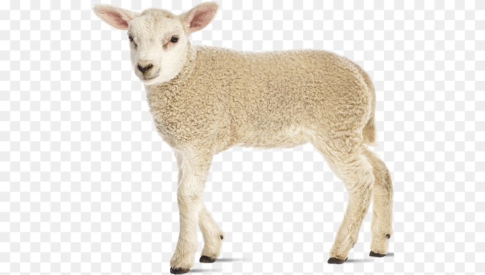 Oregon Sheep Commission Sheep, Animal, Livestock, Mammal Free Png