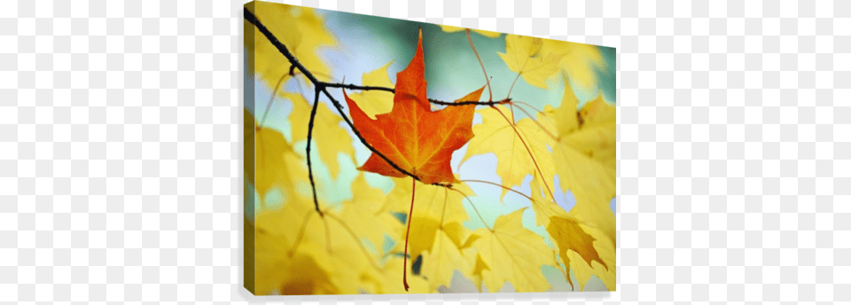 Oregon United States Of America Gallery Wrapped Canvas Art Print 10 X 7 Entitled An, Leaf, Maple, Plant, Tree Png