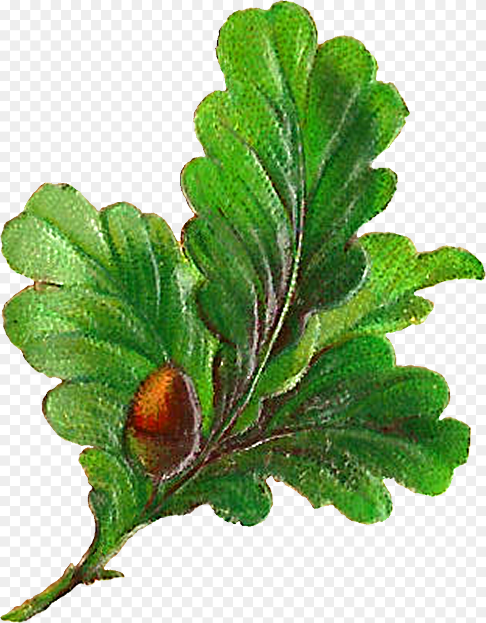 Oregon White Oak, Leaf, Plant, Tree, Vegetation Free Transparent Png
