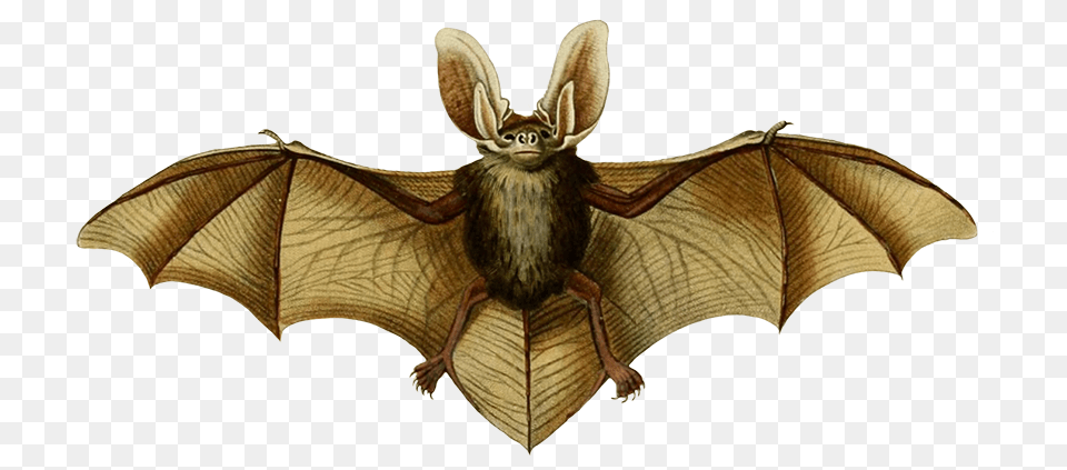 Oreillard Vulgare Clipart, Animal, Mammal, Wildlife, Bat Png