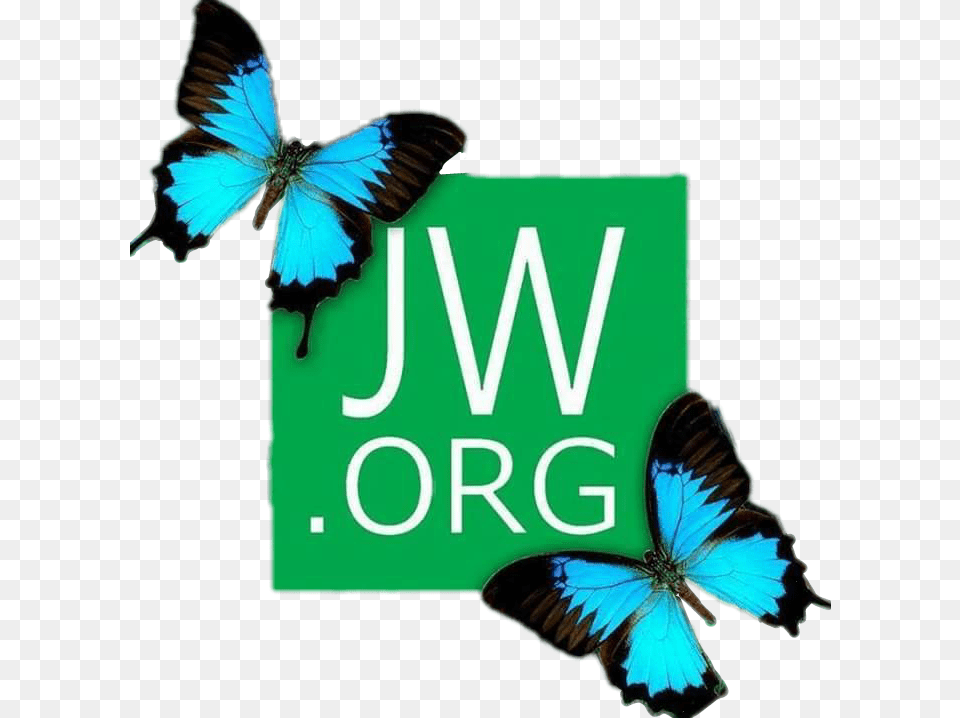 Org Jwlife Jehovahswitnesses Bestlifeever Fondos De Pantalla Jw Org, Animal, Bird, Butterfly, Insect Png Image