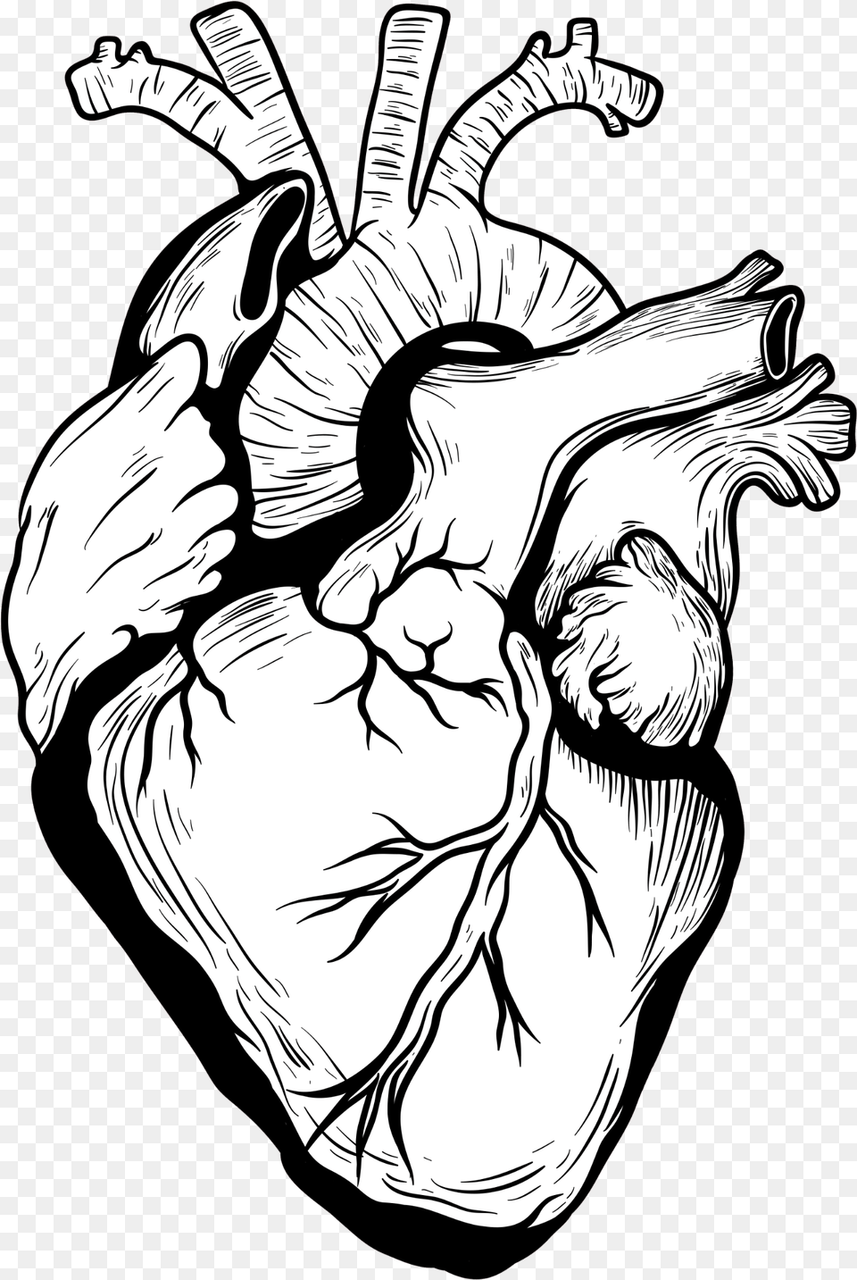 Organ Designer Heart Transprent Real Heart Drawing, Art, Baby, Person, Body Part Png Image