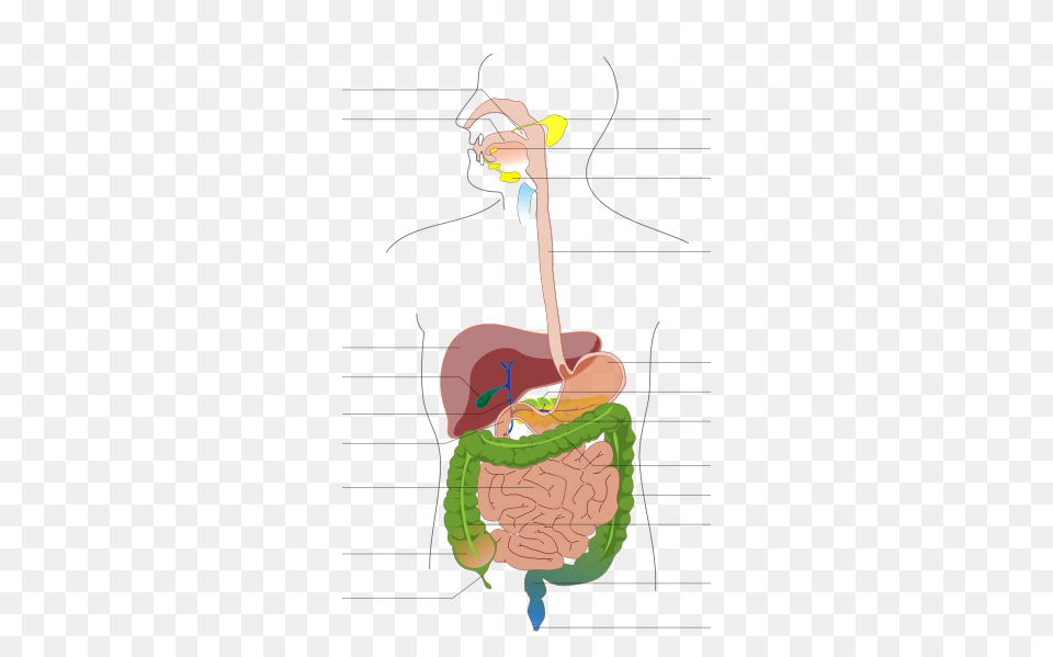 Organ System Diagram Unlabeled, Person, Ball, Face, Head Png