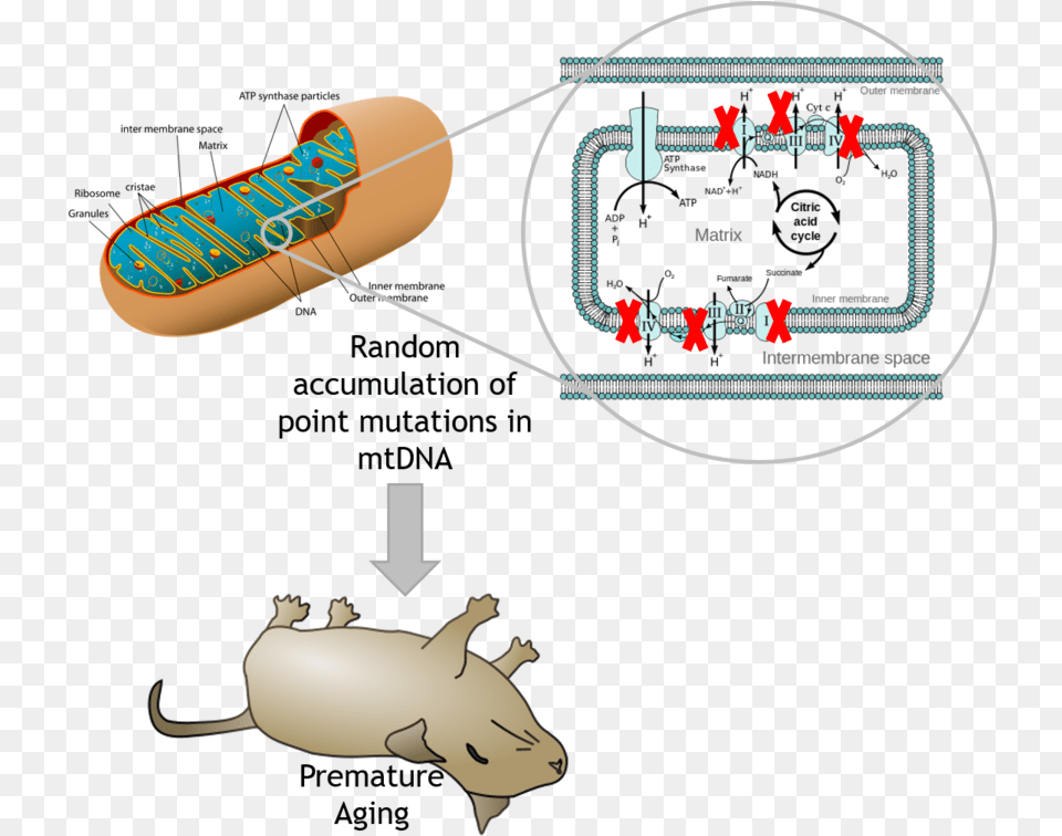Organelle Breaks Down Food, Person Free Transparent Png