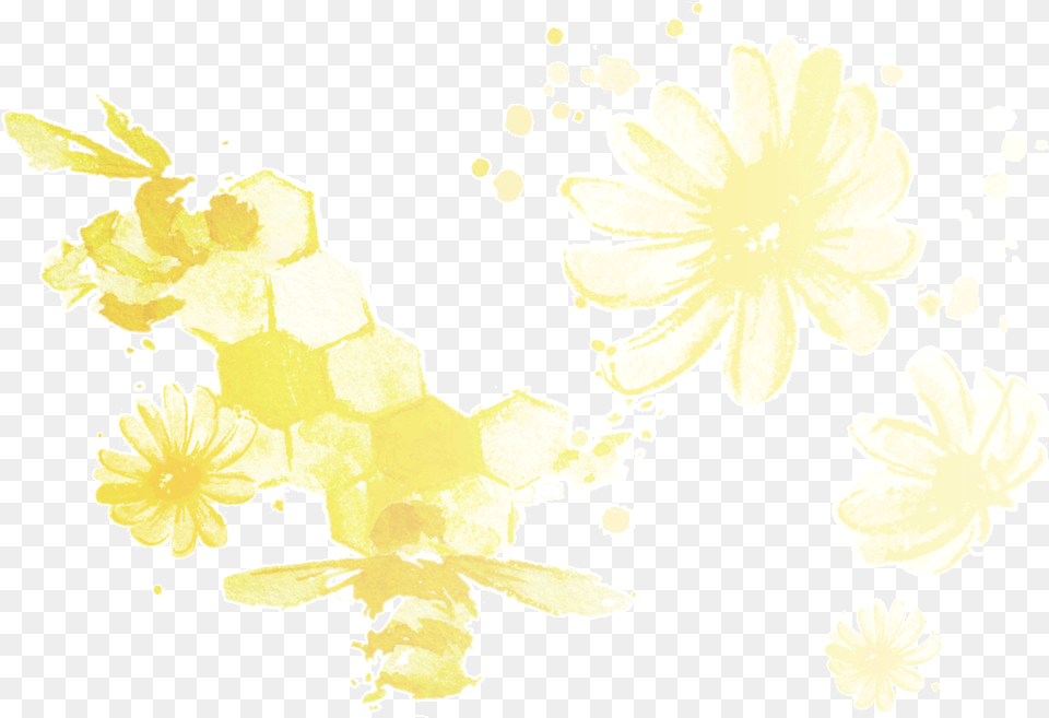Organic Chamomile Flowers Chrysanths, Daisy, Flower, Plant, Daffodil Png Image