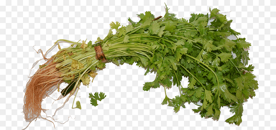Organic Cilantro Dhania Hornwort, Herbs, Plant, Parsley Free Png Download