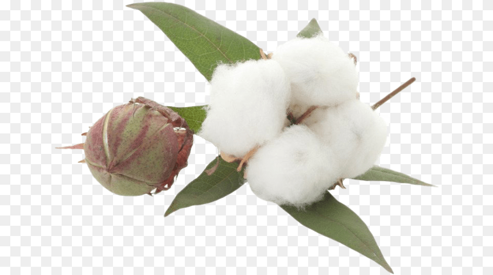 Organic Cotton File Download Free Cotton, Animal, Bird Png