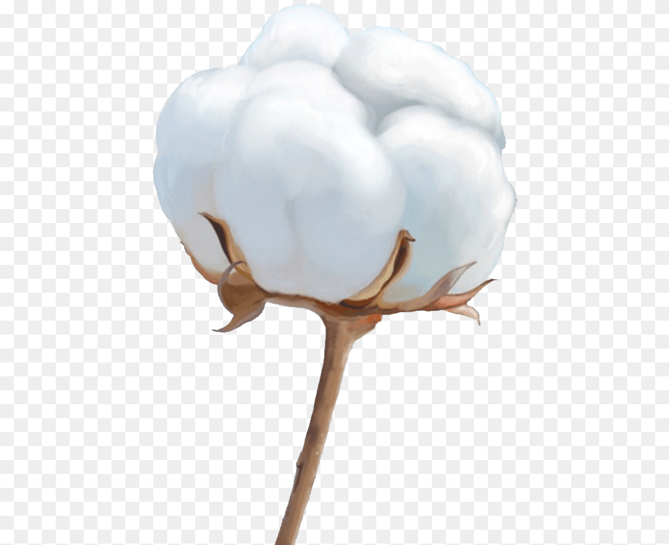 Organic Cotton File Flower Cotton, Person Png